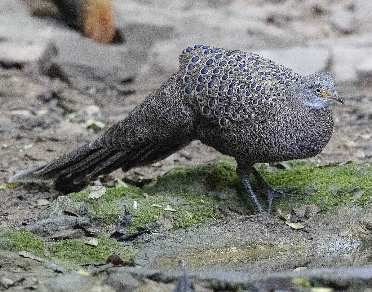 filigransfasan - ML647178454