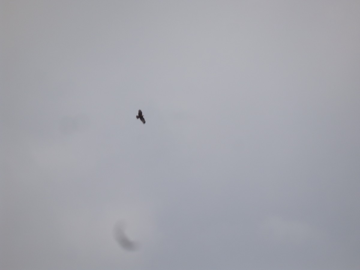 Kızıl Şahin - ML647178455