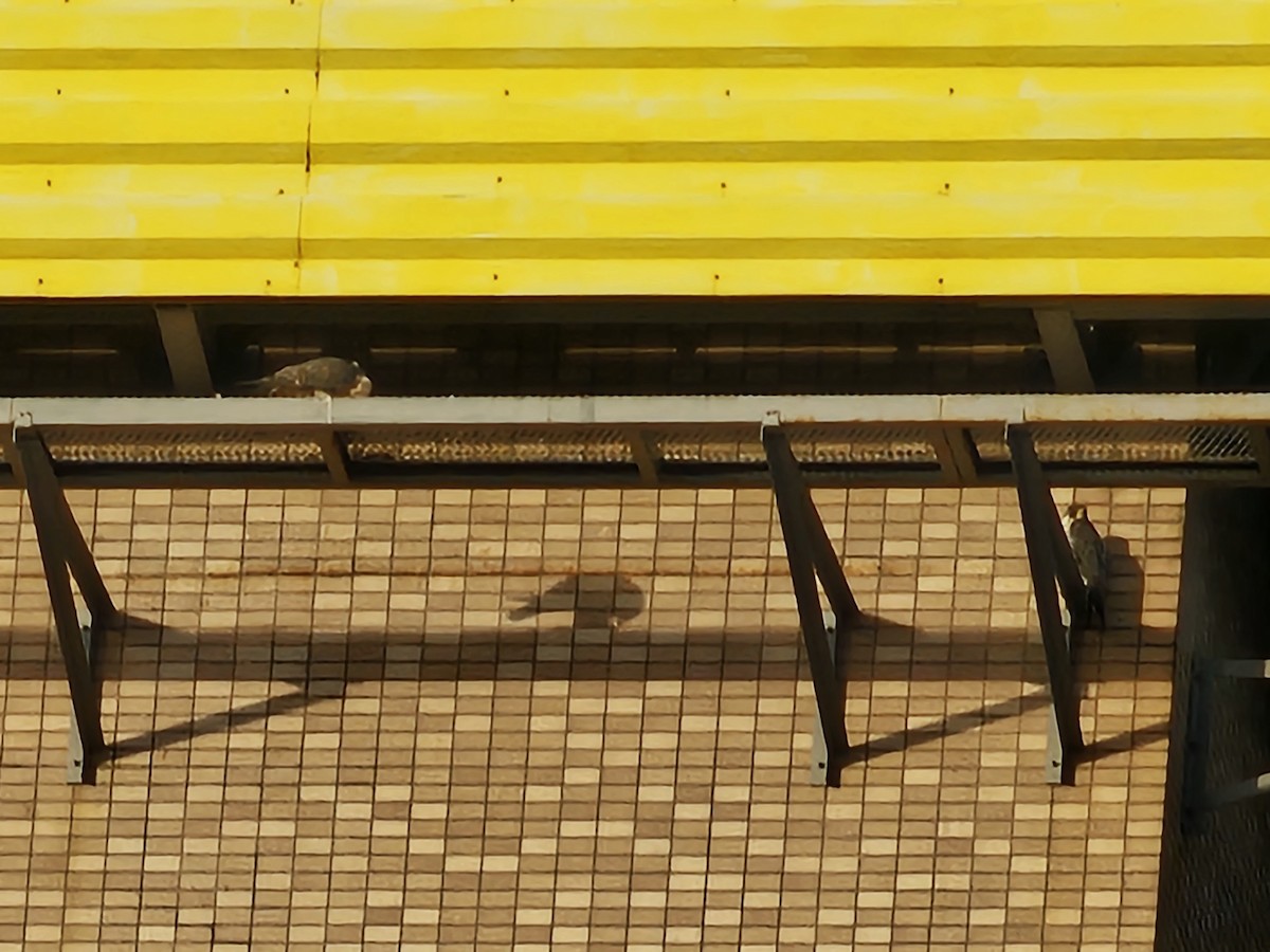 Peregrine Falcon - ML647178463