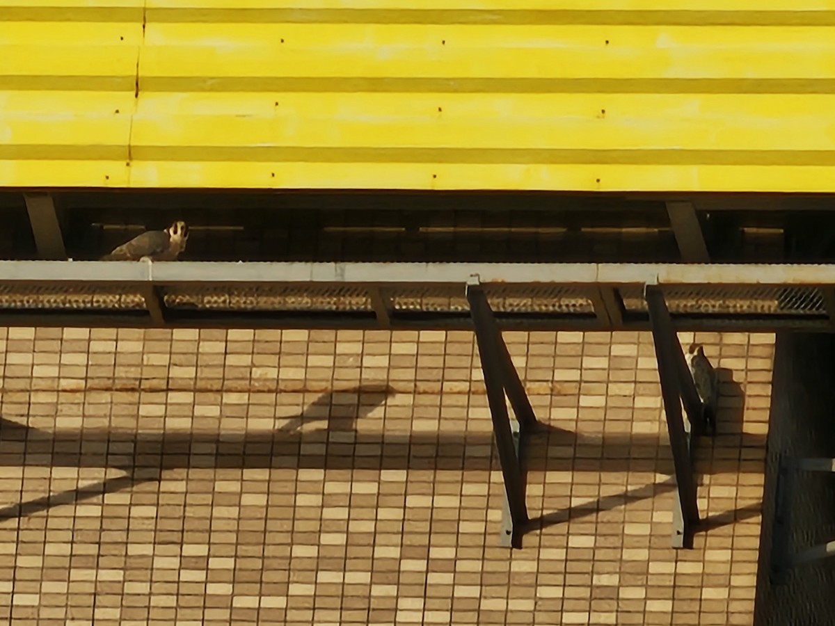 Peregrine Falcon - ML647178464