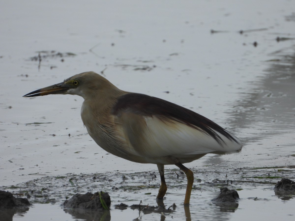Indian Pond-Heron - ML647178467