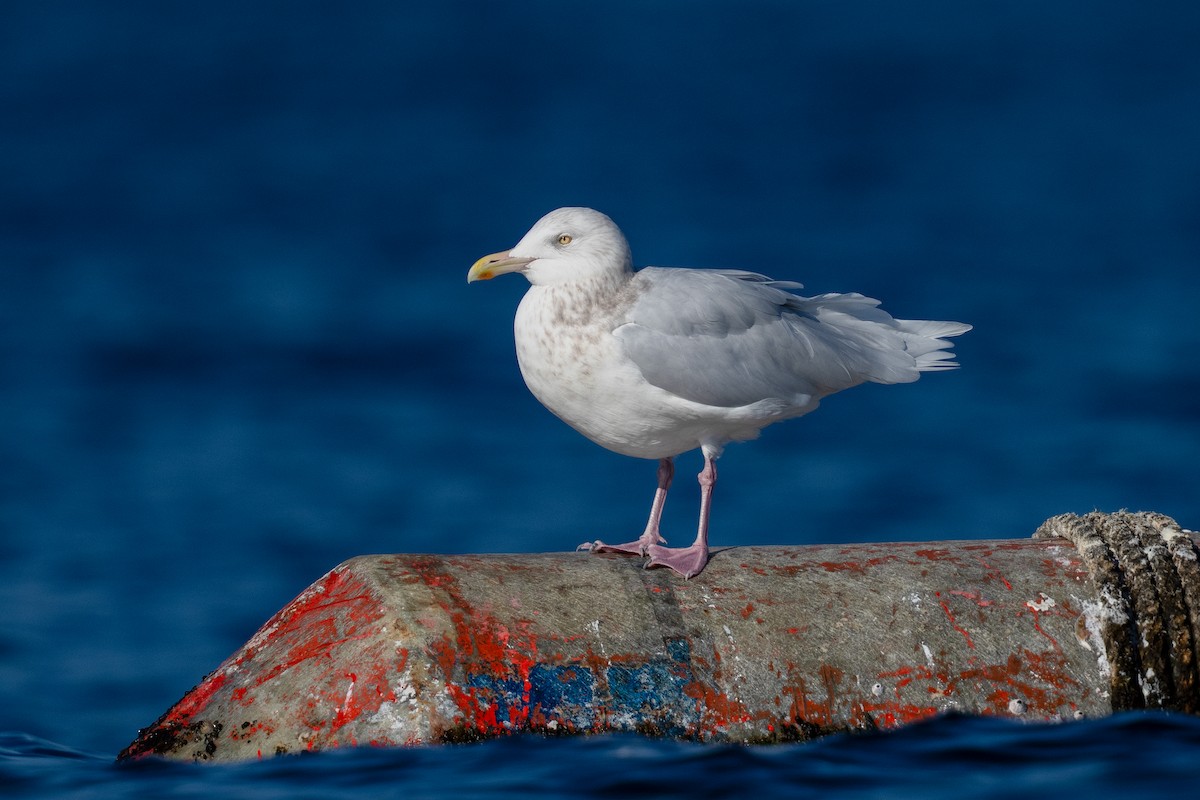 Gavión Hiperbóreo - ML647178469