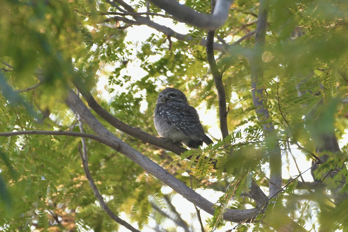 Spotted Owlet - ML647178470
