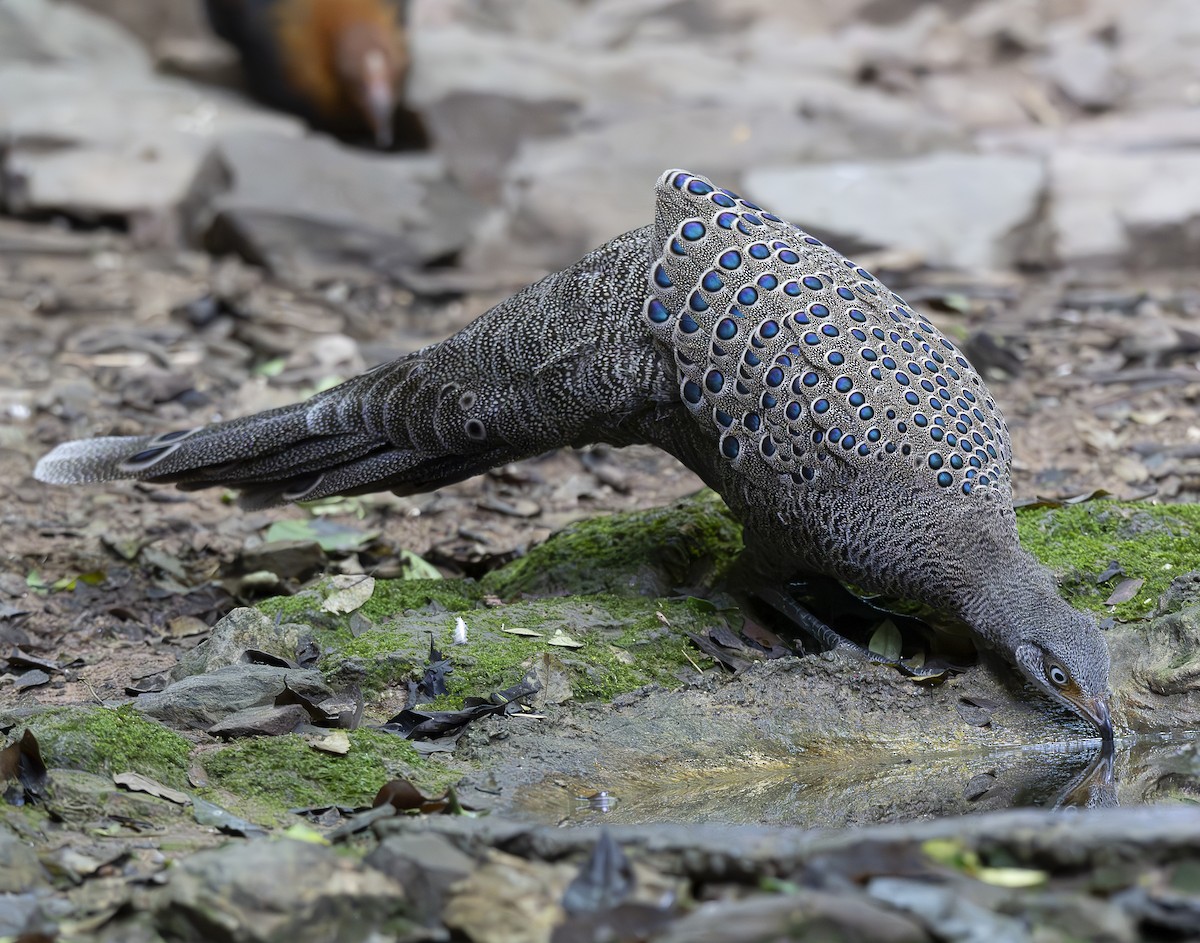 Gray Peacock-Pheasant - ML647178472