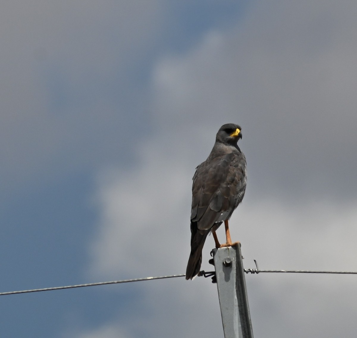 Eastern Chanting-Goshawk - ML647178473