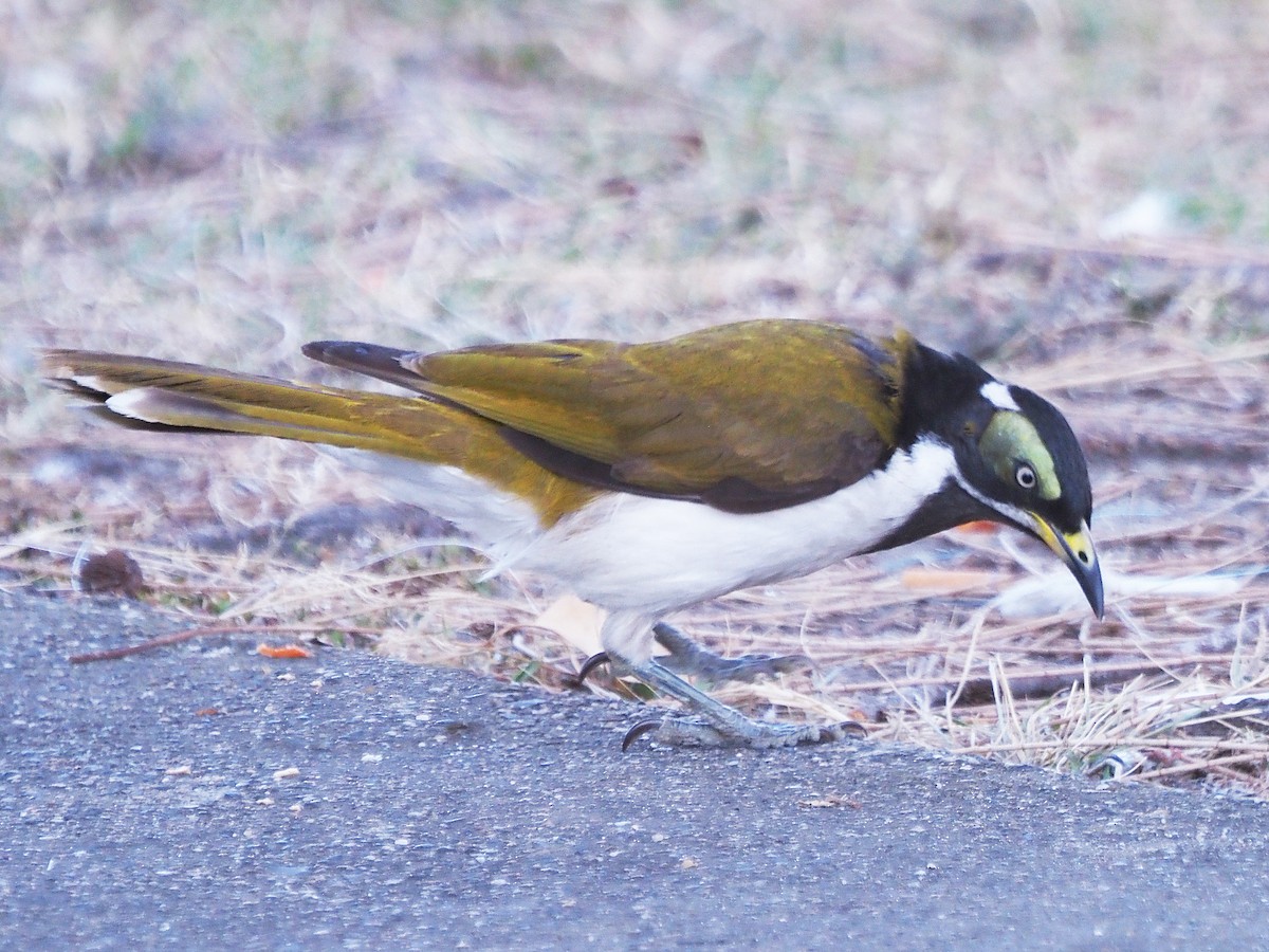 Blue-faced Honeyeater (Blue-faced) - ML647178475