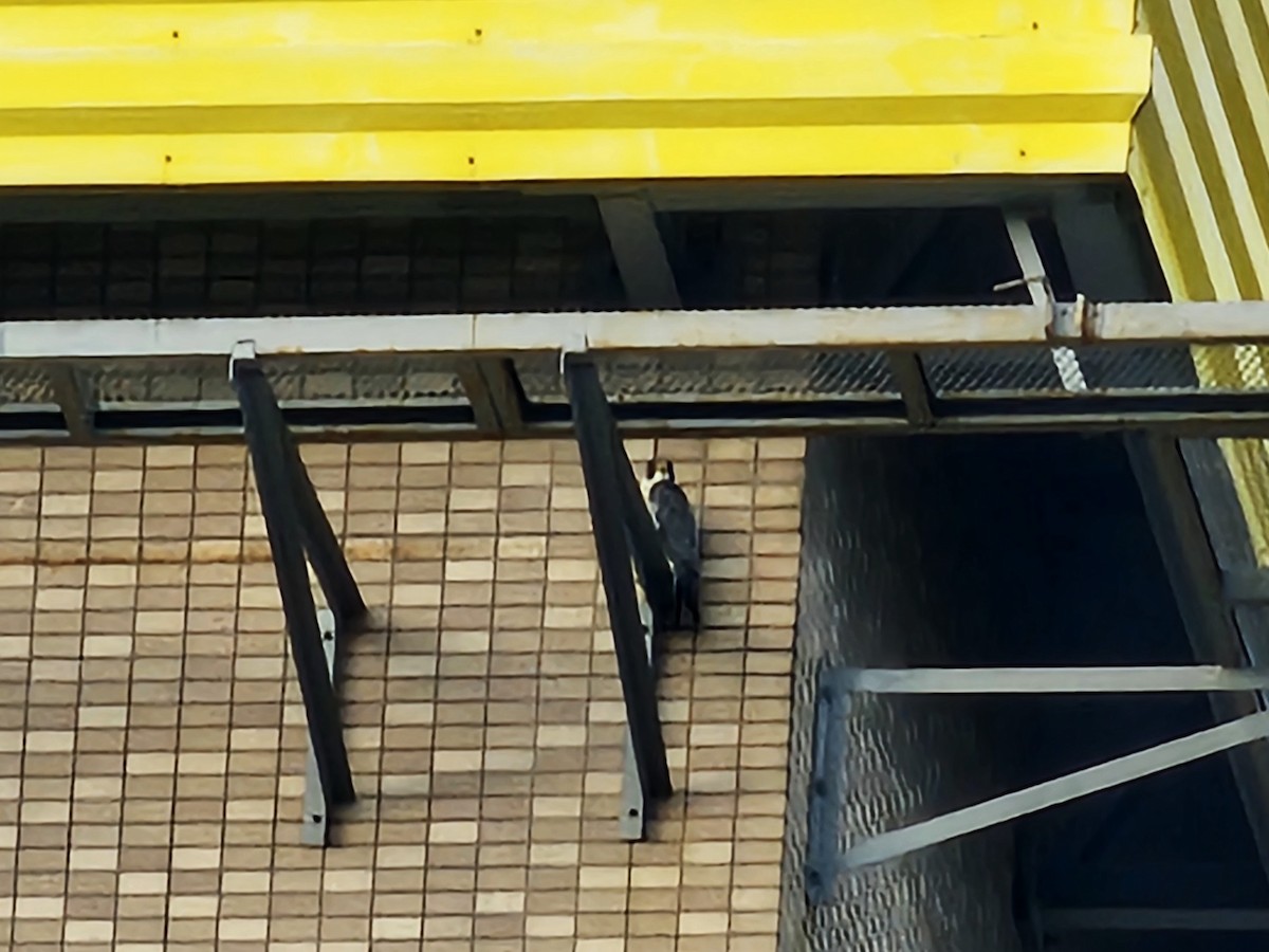 Peregrine Falcon - ML647178476