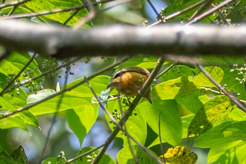Ochre-bellied Flycatcher - ML647178477