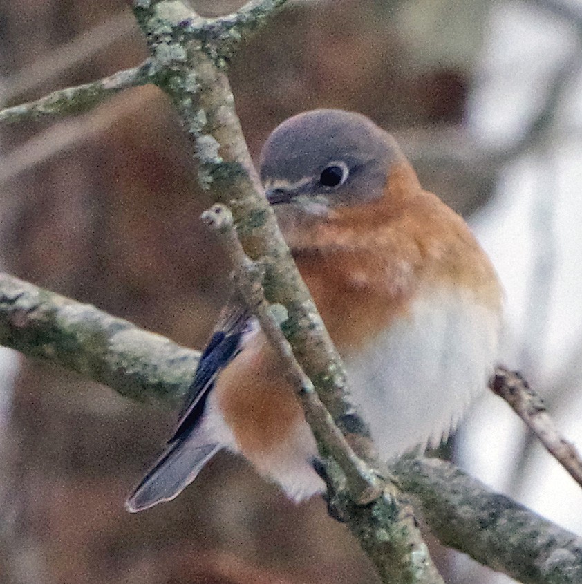 Eastern Bluebird - ML647178478