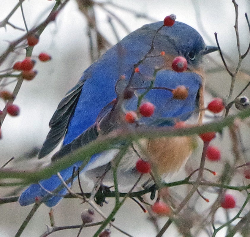 Eastern Bluebird - ML647178479