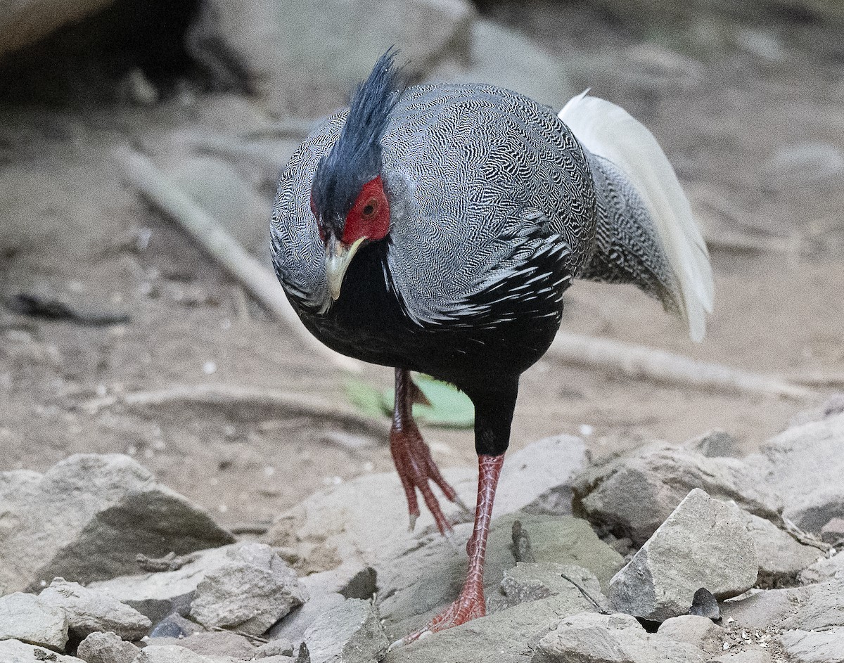 Kalij Pheasant - ML647178481