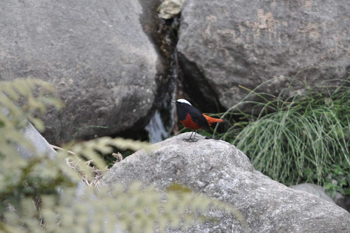 White-capped Redstart - ML647178482