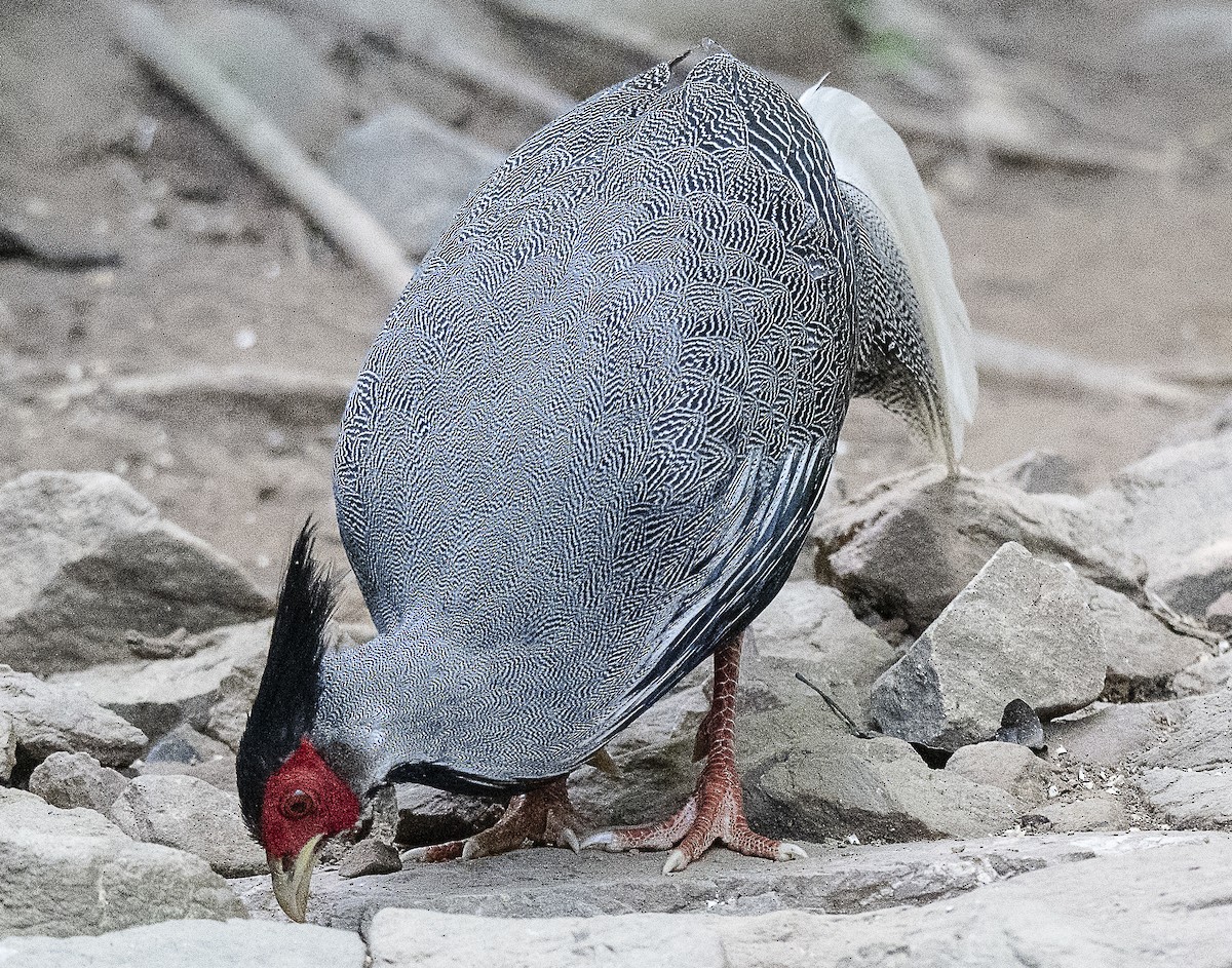 Kalij Pheasant - ML647178483