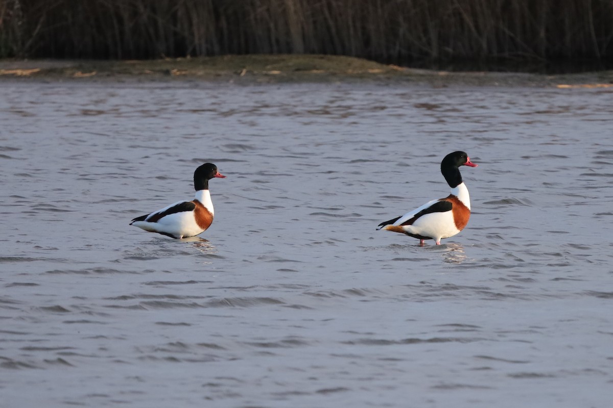 Common Shelduck - ML647178484