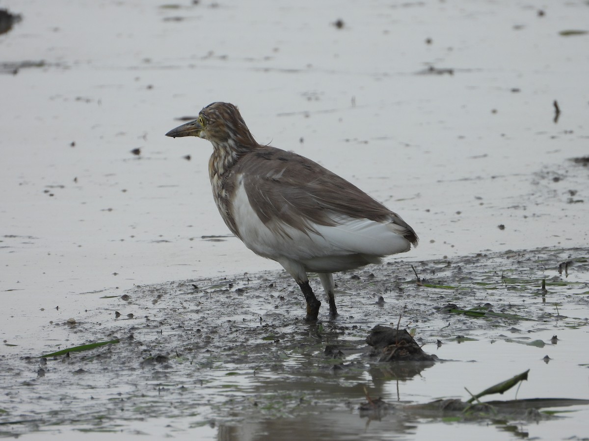 pond-heron sp. - ML647178485