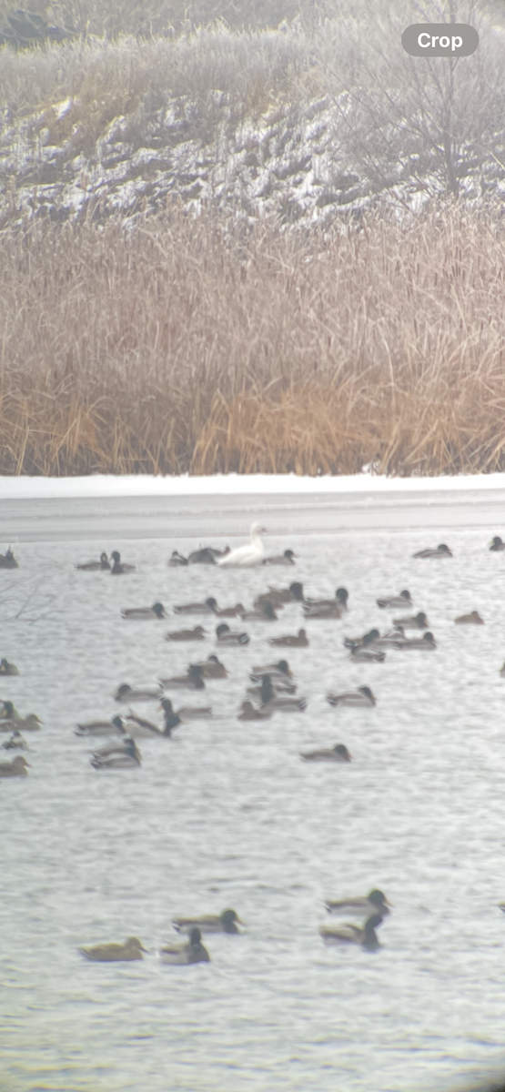 Snow Goose - ML647178486