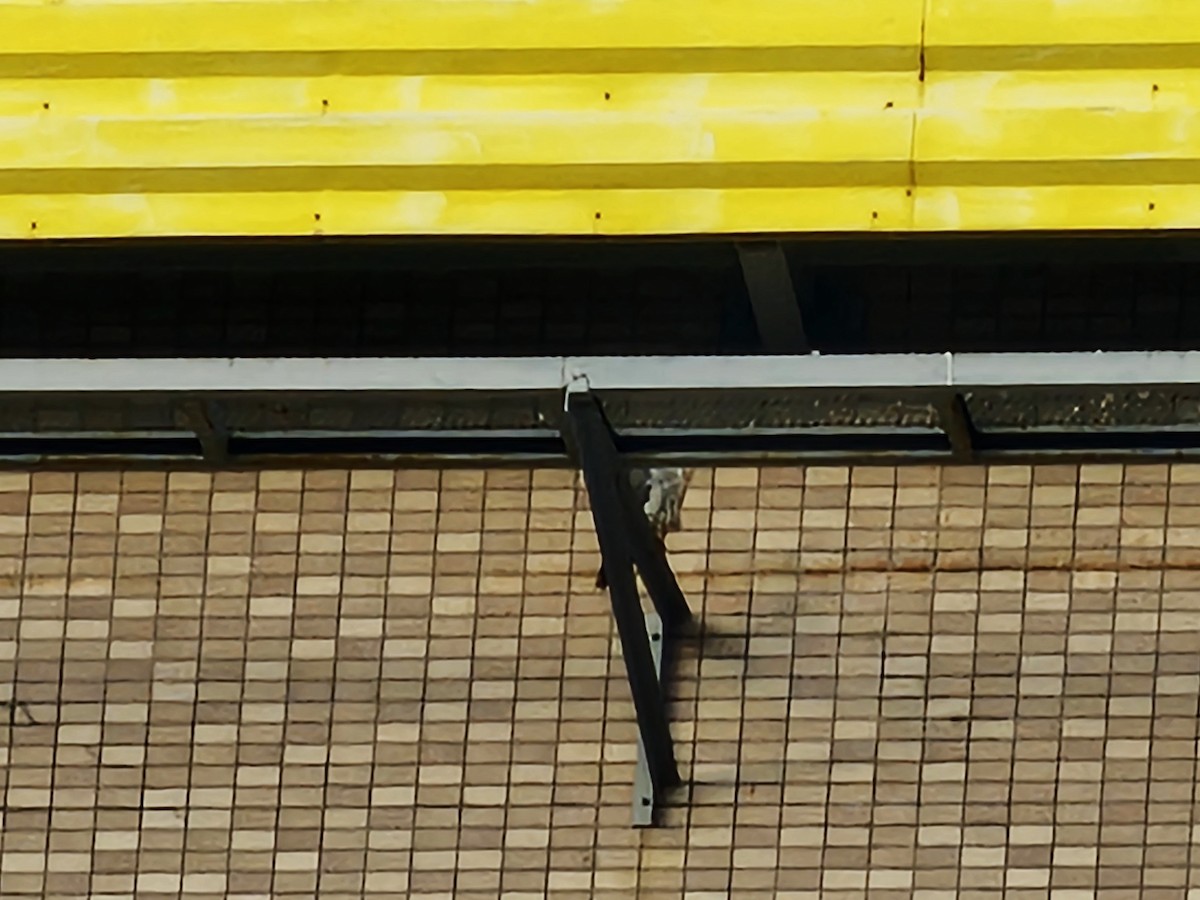 Peregrine Falcon - ML647178487