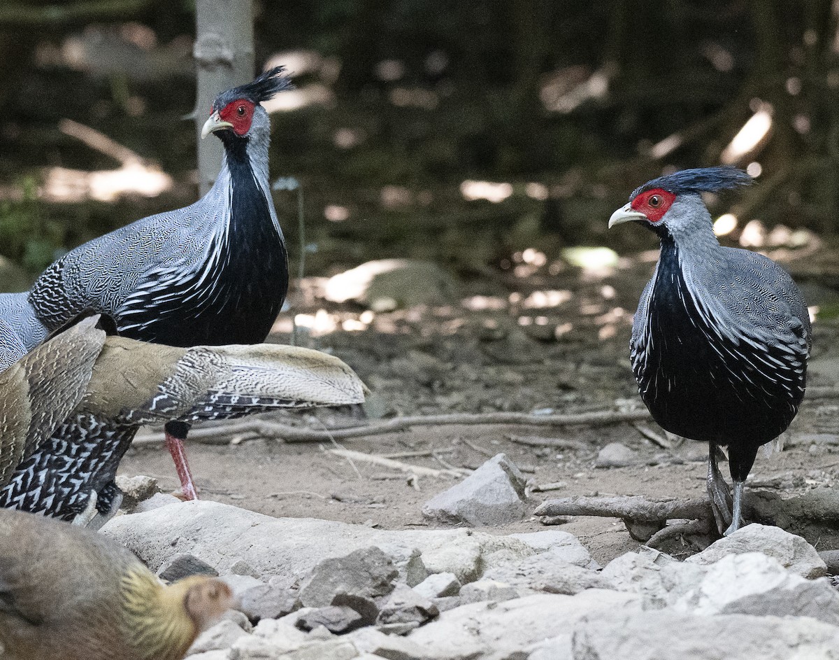 Kalij Pheasant - ML647178488