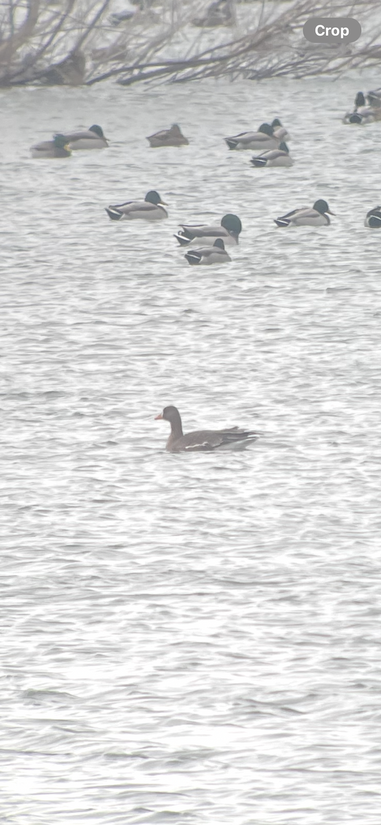 Greater White-fronted Goose - ML647178489