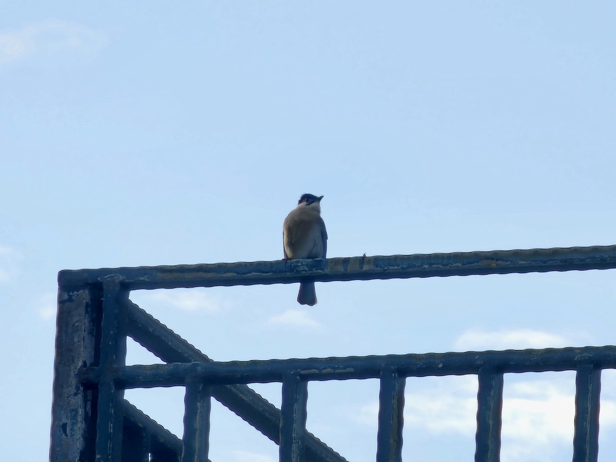 Styan's Bulbul - ML647178490