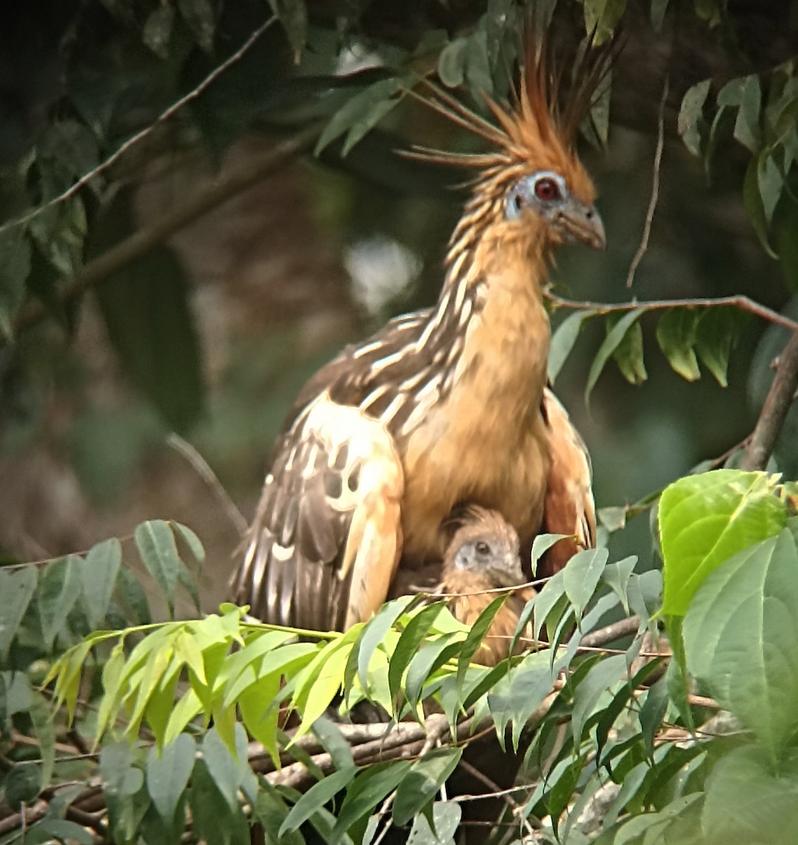 Hoatzin - ML647178494