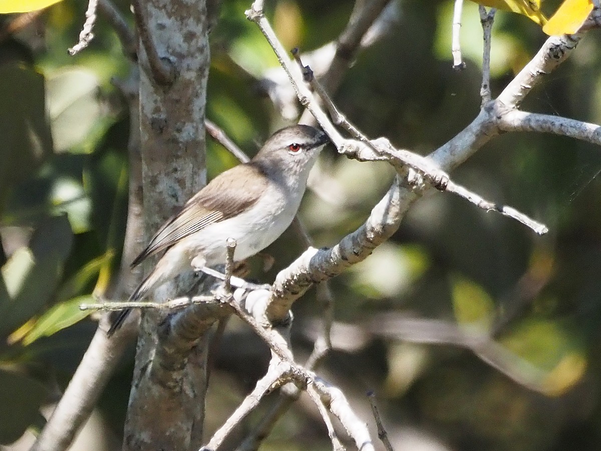 Mangrove Gerygone - ML647178495