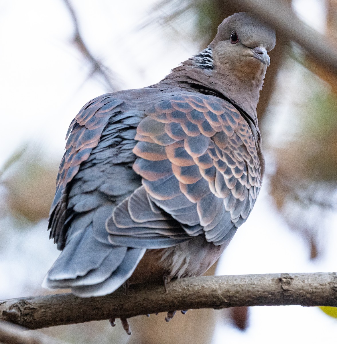 Oriental Turtle-Dove - ML647178496