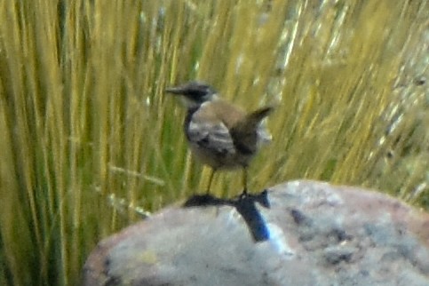 Cream-winged Cinclodes - ML647178497