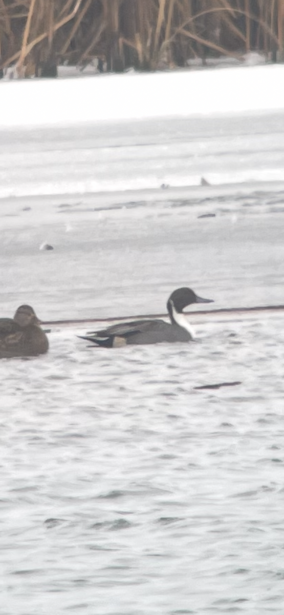 Northern Pintail - ML647178498