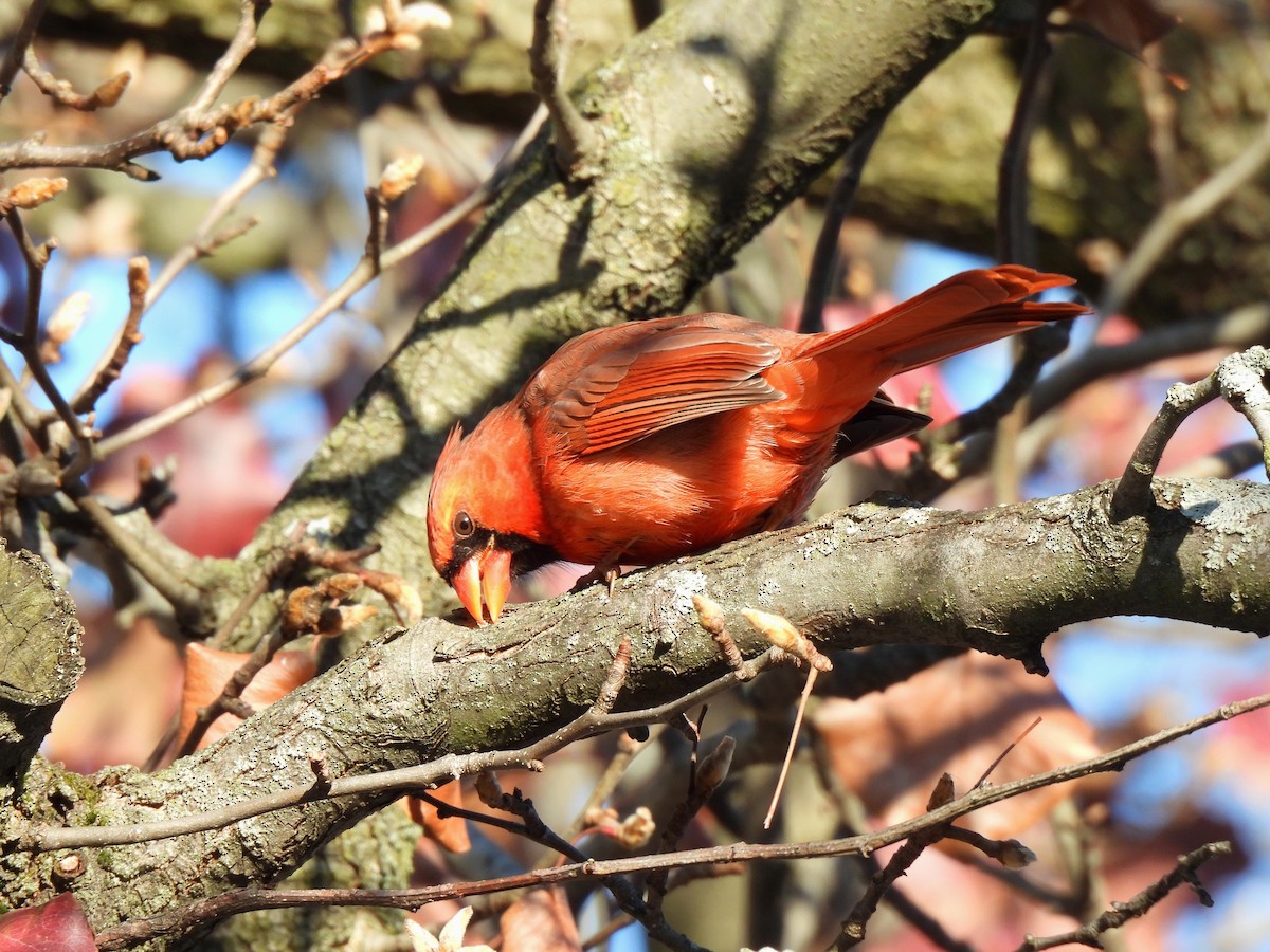 Northern Cardinal (Common) - ML647178500