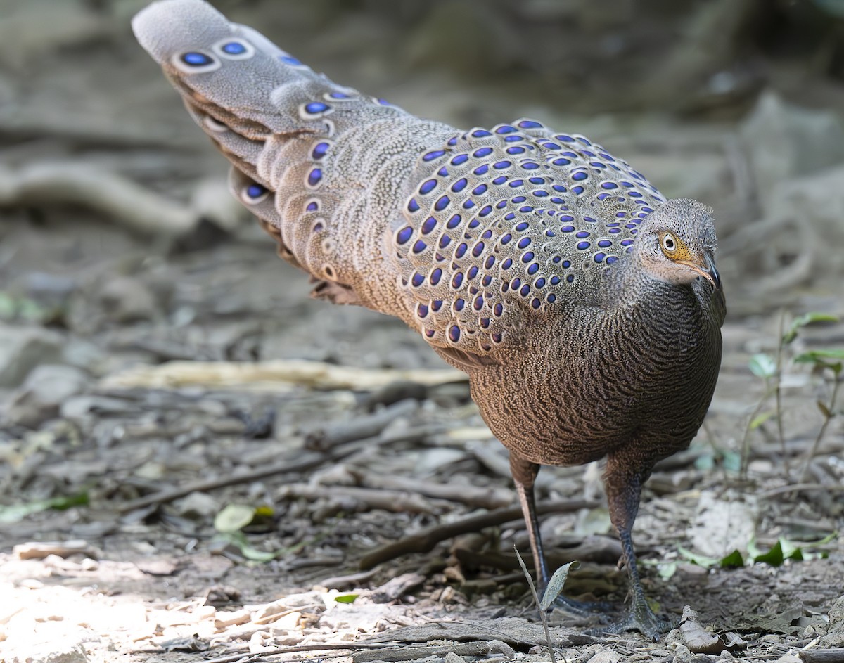 Gray Peacock-Pheasant - ML647178501