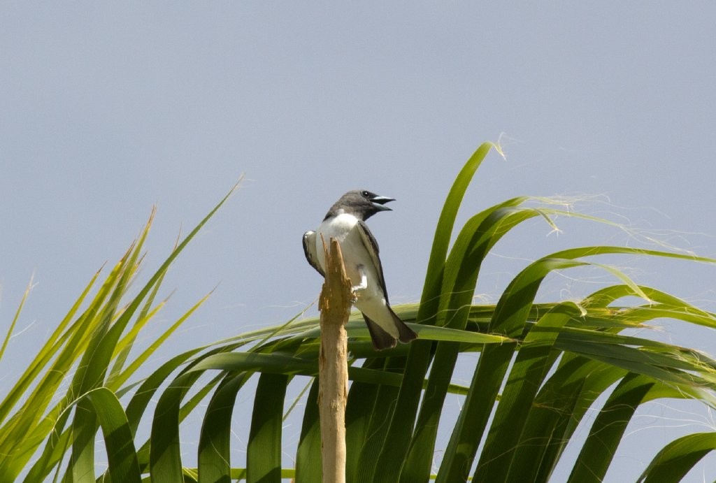 White-breasted Woodswallow - ML64717851