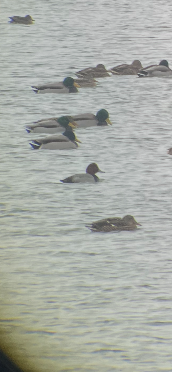 Redhead - ML647178511