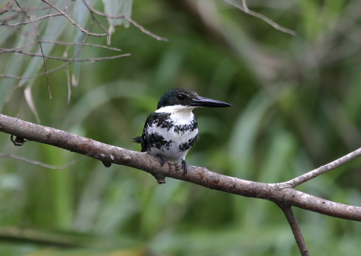 grønnisfugl - ML647178514