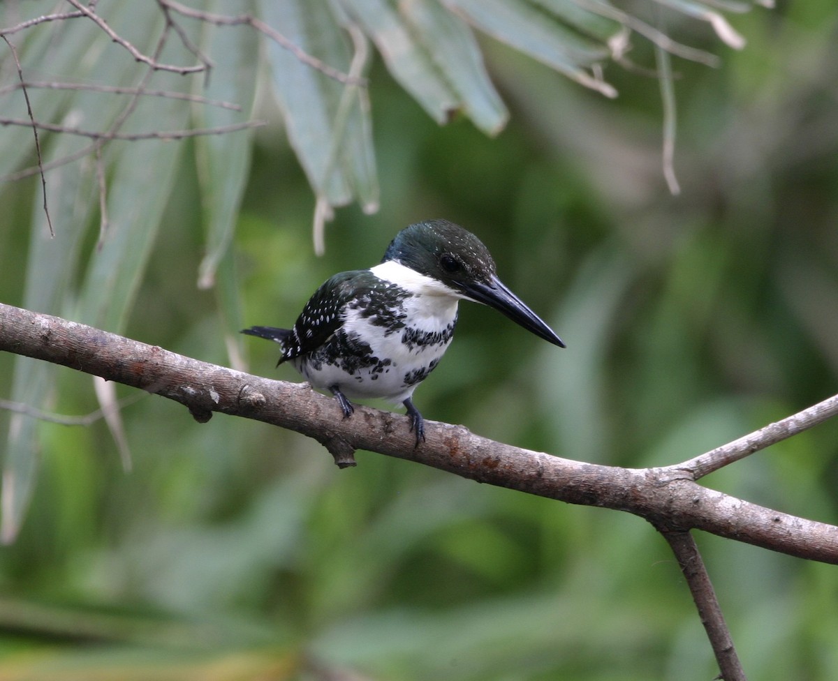 grønnisfugl - ML647178518