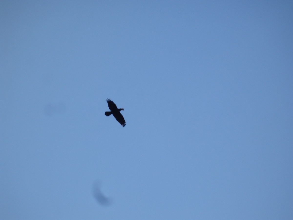 Common Raven - ML647178522