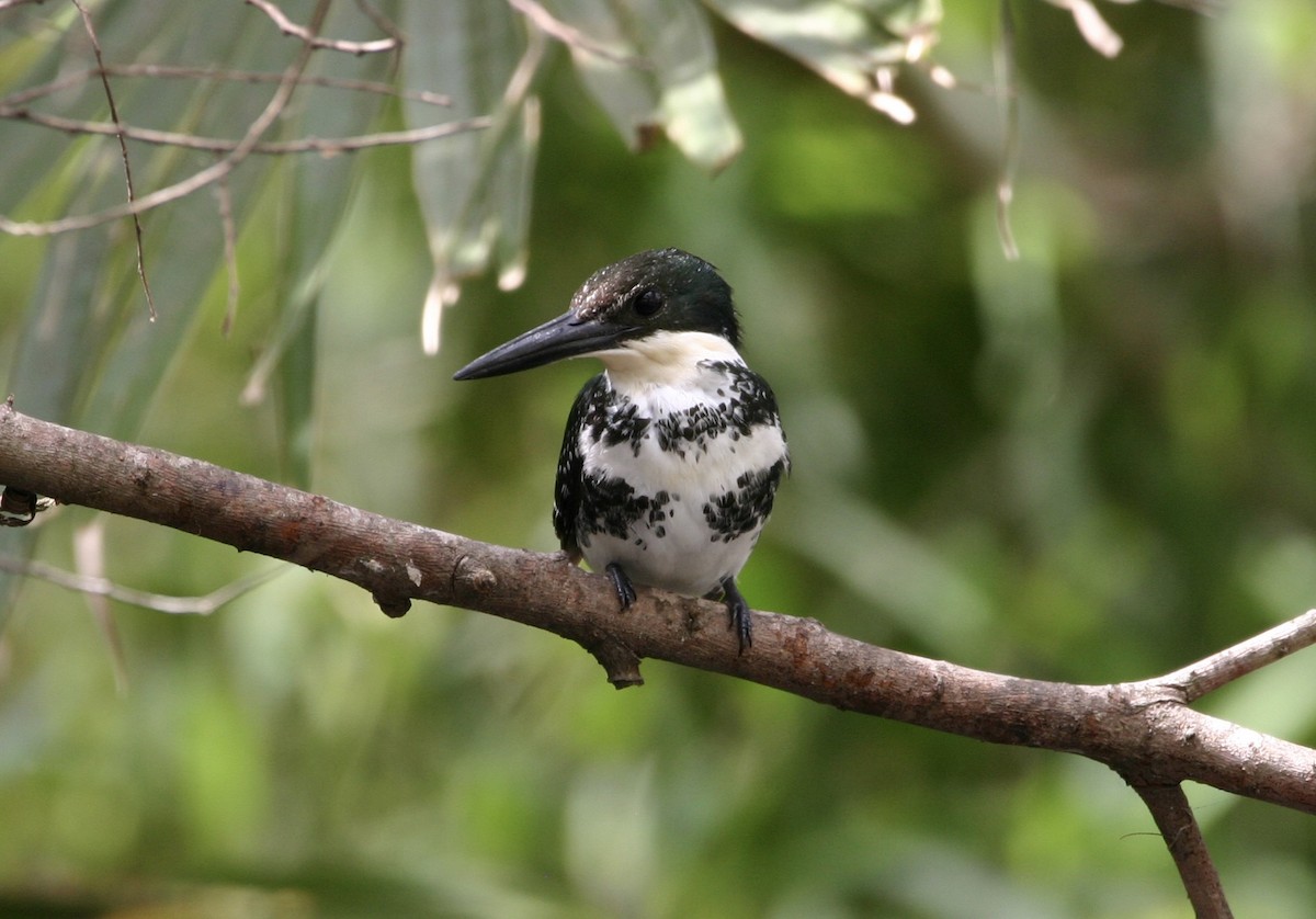 grønnisfugl - ML647178524