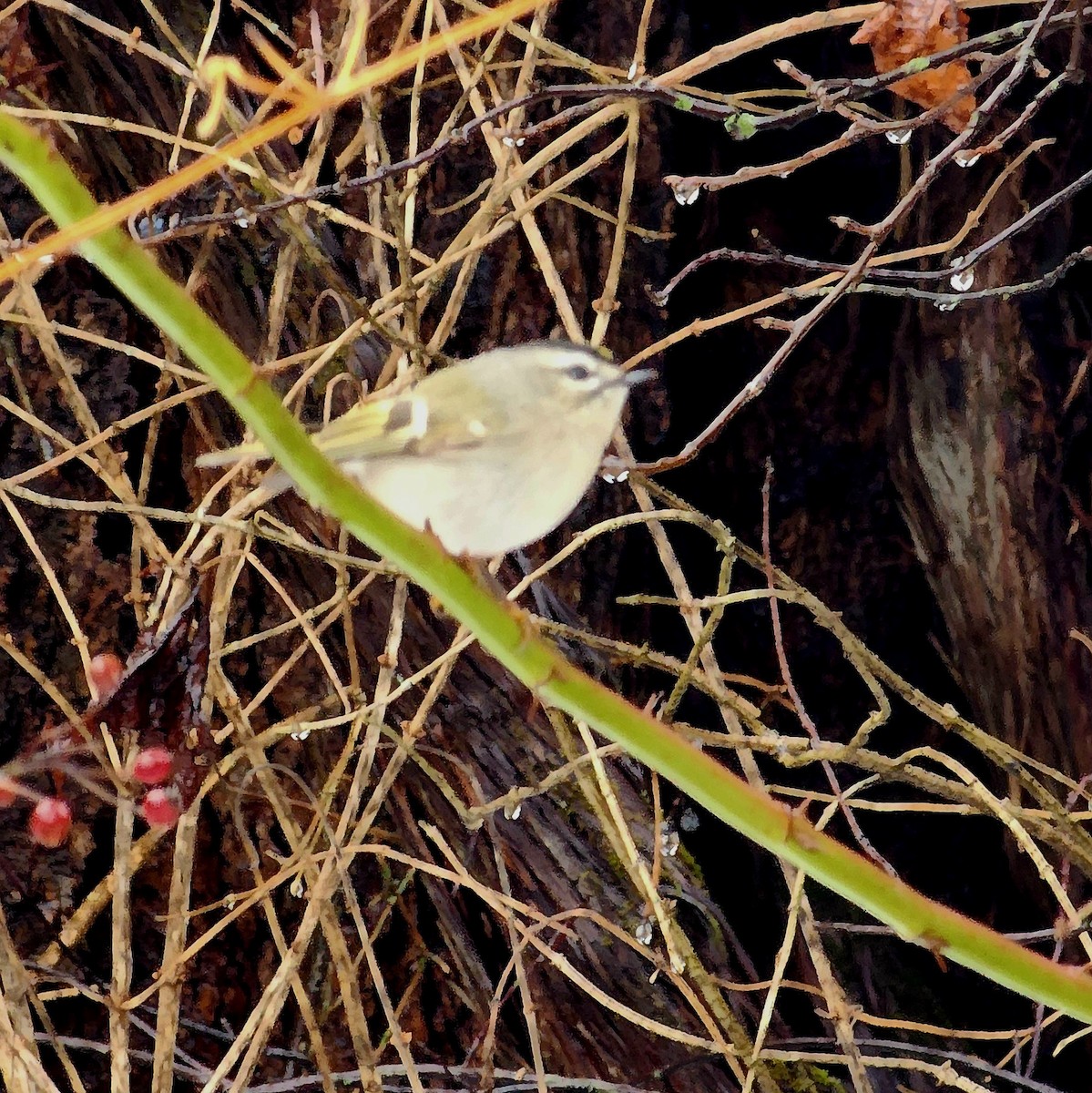 Golden-crowned Kinglet - ML647178534