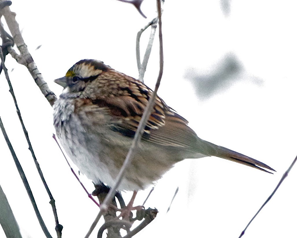 Бруант білогорлий - ML647178547