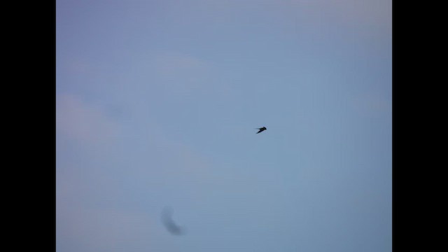 Barn Swallow - ML647178571