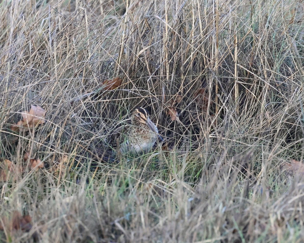 חרטומית ביצות - ML647178574