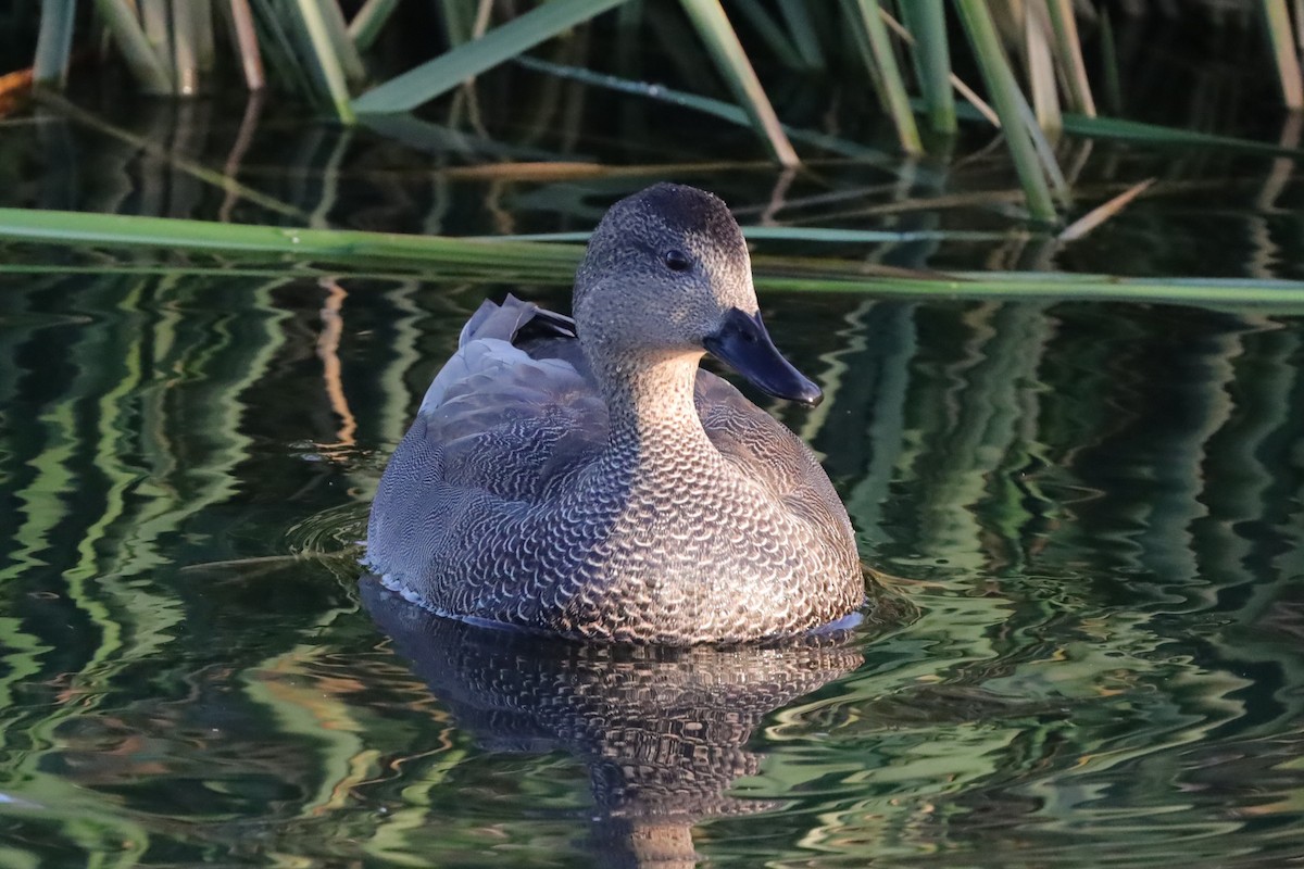 Gadwall - ML647178578