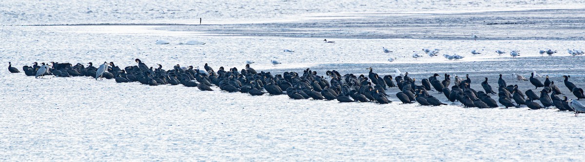 Great Cormorant - ML647178581