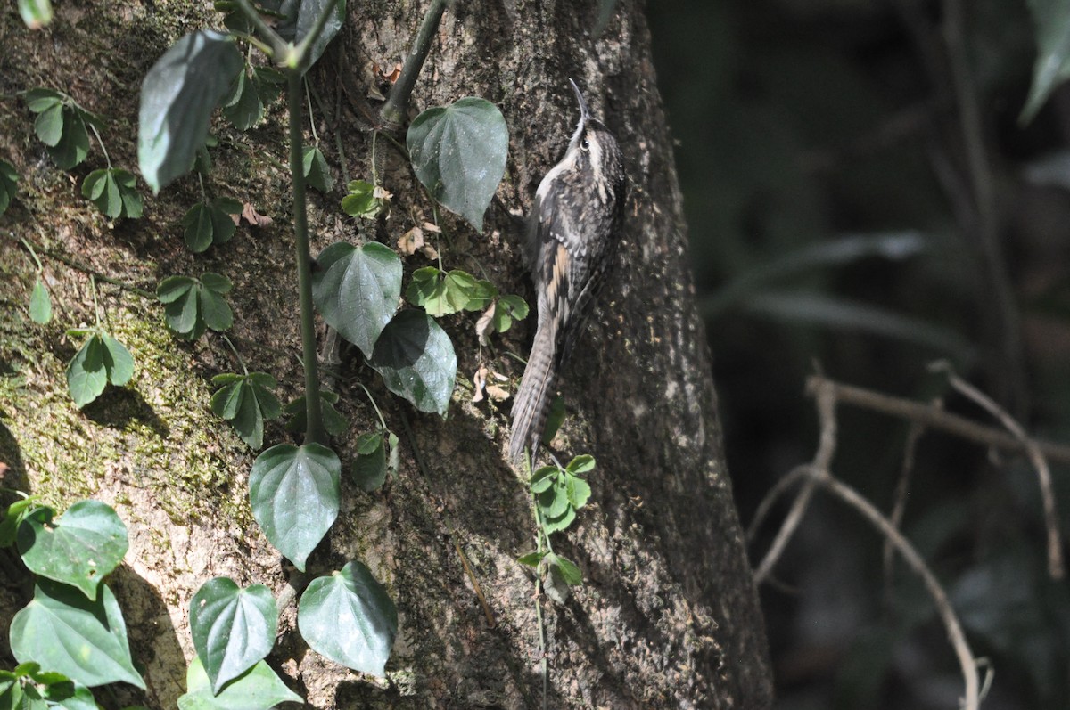 Bar-tailed Treecreeper - ML647178586