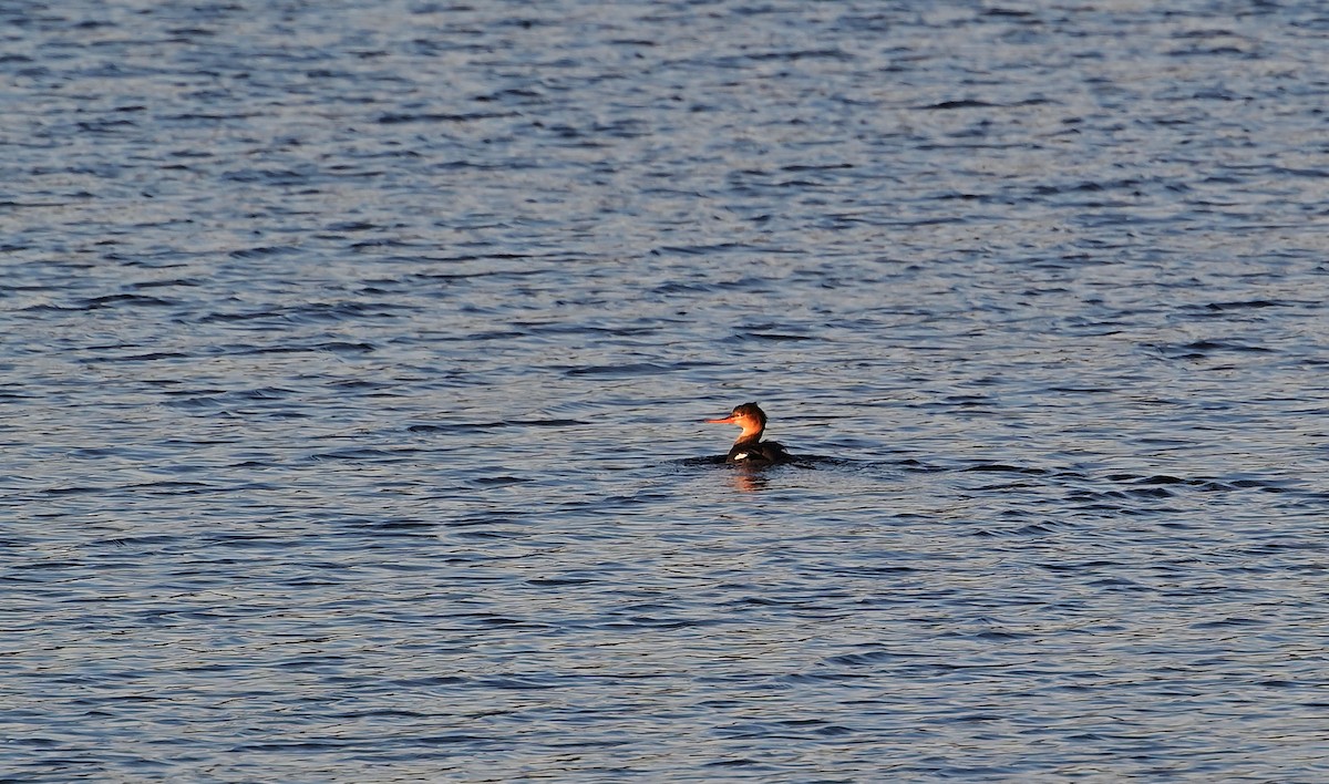 Red-breasted Merganser - ML647178590