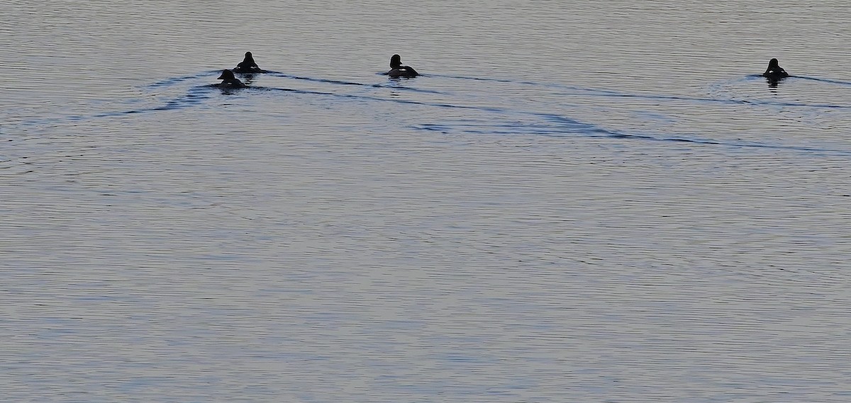 Red-breasted Merganser - ML647178591
