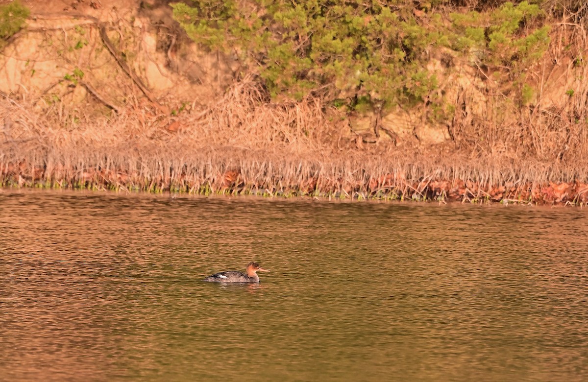 Red-breasted Merganser - ML647178594