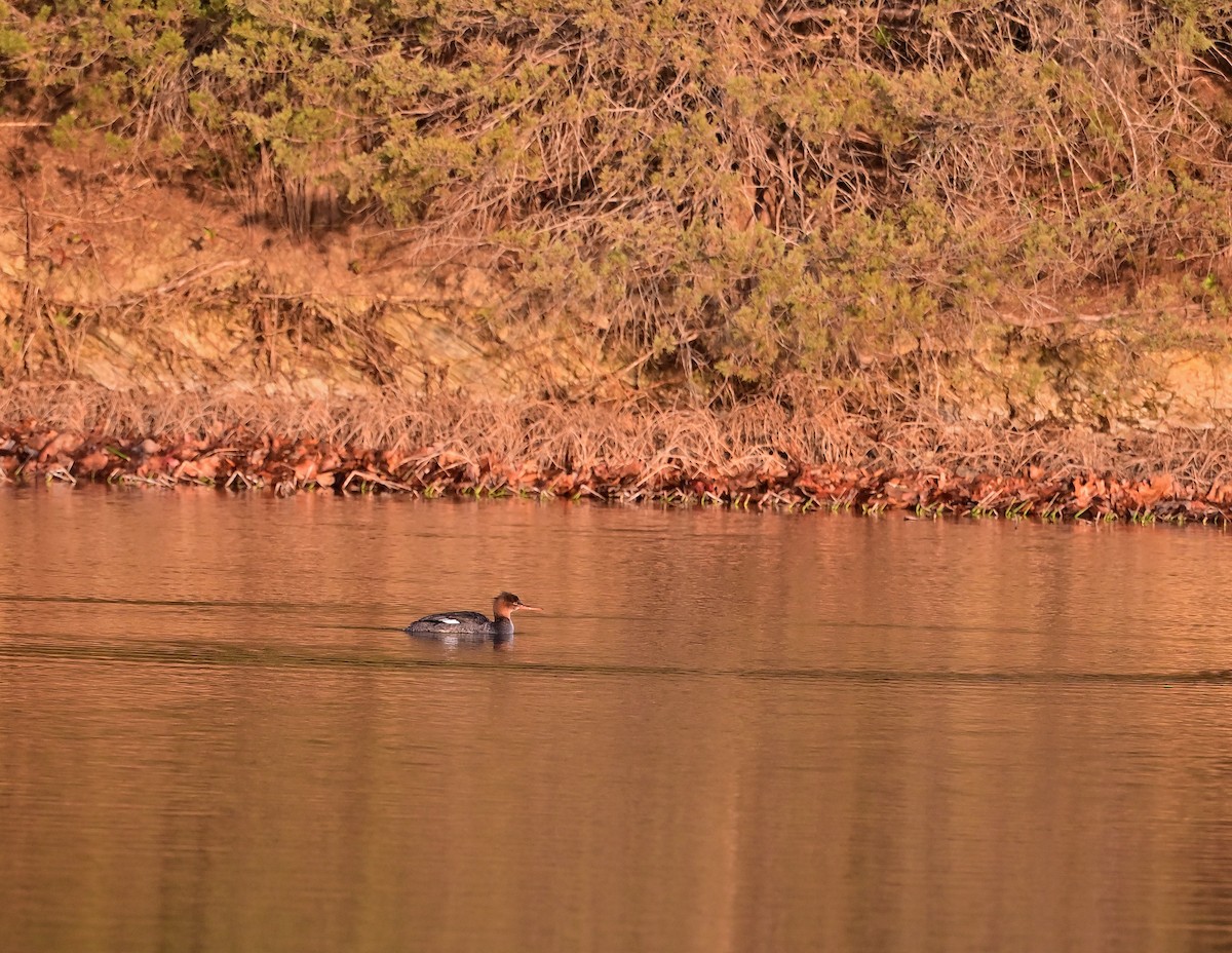 Red-breasted Merganser - ML647178595
