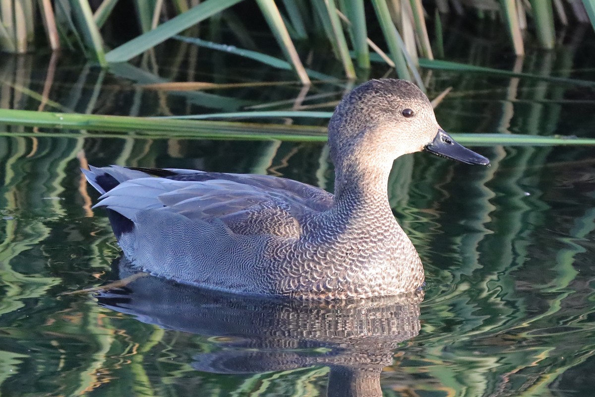 Gadwall - ML647178596