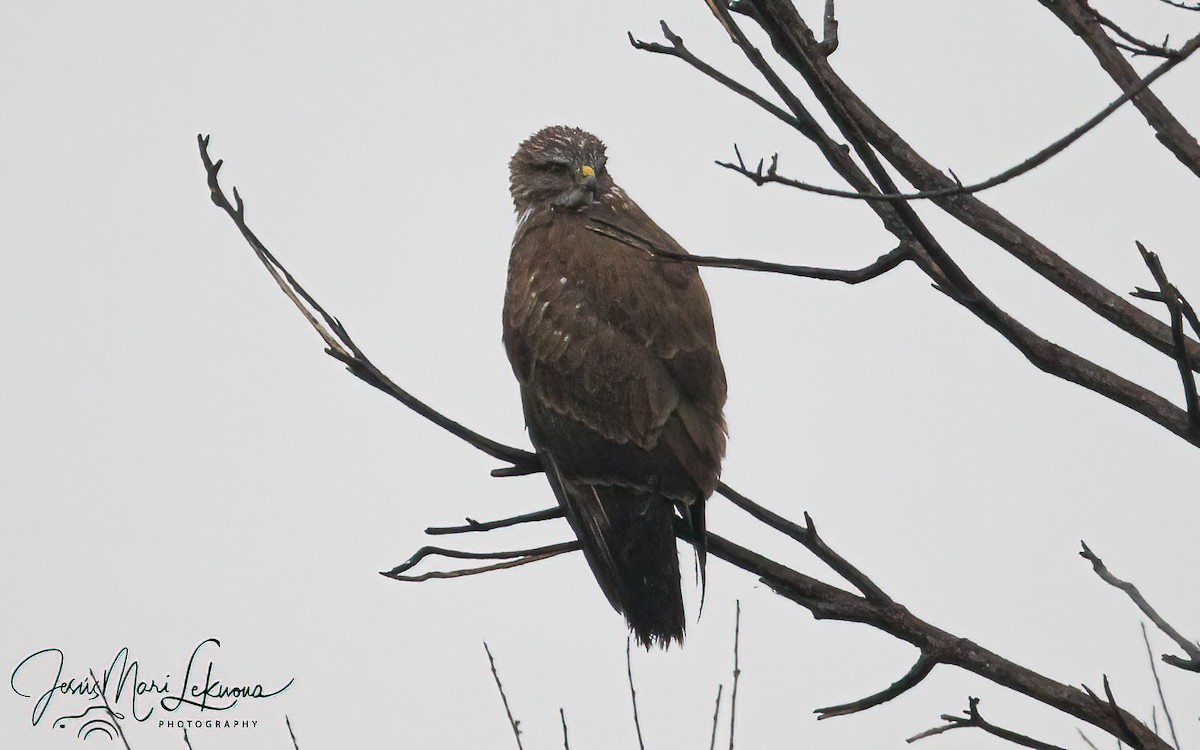 Common Buzzard - ML647178601